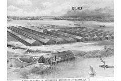 Plant 1903