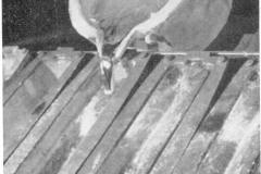 Molten Aluminum Poured from Ladle to Mold [MA-5-13-1946]